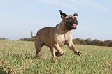 BULLMASTIFF 113